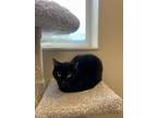 Adopt Scrappy a All Black Domestic Shorthair / Mixed (short coat) cat in