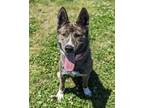 Adopt Energizer Bunny a German Shepherd Dog / Siberian Husky / Mixed dog in