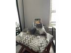 Adopt Chai a Gray or Blue American Shorthair / Mixed (short coat) cat in Silver