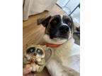Adopt Boone a White - with Brown or Chocolate Australian Cattle Dog / Chow Chow
