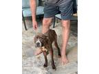 Adopt Derecho a Brindle - with White Boxer / Terrier (Unknown Type