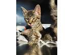 Adopt Elmo a Domestic Shorthair / Mixed cat in Indiana, PA (41508205)