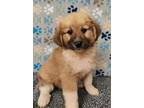 Adopt Gizmo a Tan/Yellow/Fawn Great Pyrenees / Mixed dog in Talladega