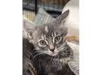 Adopt Isabel a Tortoiseshell Tabby (short coat) cat in Columbus, GA (41507983)