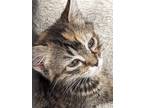 Adopt Mirabel a Tortoiseshell Tabby (short coat) cat in Columbus, GA (41507981)
