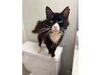Adopt Magnifico a White (Mostly) Domestic Mediumhair cat in Wake Forest