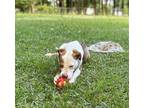 Adopt Phoenix a White American Pit Bull Terrier / Mixed dog in Wake Forest