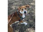 Adopt Andy a Anatolian Shepherd / Terrier (Unknown Type, Medium) / Mixed dog in