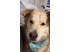Adopt Balu a White - with Brown or Chocolate Australian Shepherd / Husky / Mixed