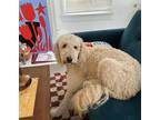 Adopt Bird a Tan/Yellow/Fawn Goldendoodle / Mixed dog in Jacksonville