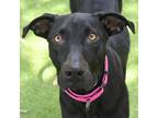 Adopt Kaley a Black Mouth Cur / Mixed dog in St. Petersburg, FL (41507948)