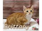 Adopt Brittany a American Bobtail / Mixed (short coat) cat in Douglasville