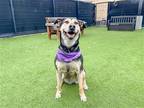 Adopt DUCHESS a Black German Shepherd Dog / Mixed dog in Tustin, CA (41504819)
