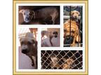 Adopt BRUNO a White - with Tan, Yellow or Fawn Staffordshire Bull Terrier /