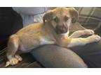 Adopt Dude the Shepherd Puppy a Tan/Yellow/Fawn - with Black German Shepherd Dog