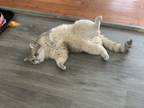 Adopt Digitalis a Gray or Blue British Shorthair / Mixed (medium coat) cat in