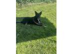 Adopt Faith a Black - with White Terrier (Unknown Type, Medium) / Mixed dog in