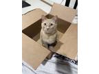 Adopt James a Orange or Red Tabby Domestic Shorthair / Mixed (short coat) cat in
