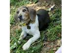 Adopt Minnie a Gray/Blue/Silver/Salt & Pepper Beagle / Mixed dog in
