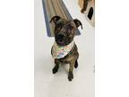 Adopt Zephyr a Brindle American Staffordshire Terrier / Mixed dog in Effingham