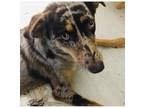 Adopt Hazel a Brown/Chocolate - with Tan Australian Shepherd / Border Collie /