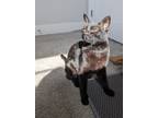 Adopt June a Black (Mostly) Domestic Shorthair (short coat) cat in West