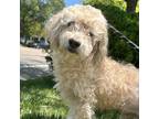 Adopt Beau a White Poodle (Standard) / Wheaten Terrier / Mixed dog in Boulder