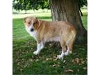 Adopt Gracie a Tan/Yellow/Fawn - with White Anatolian Shepherd / Australian