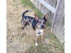Adopt Delilah a Merle Catahoula Leopard Dog / Mixed dog in Austin, TX (41507806)