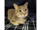 Adopt Gnarly a Domestic Shorthair / Mixed (short coat) cat in Grand Forks