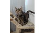 Adopt Natalia a Calico or Dilute Calico Domestic Shorthair (short coat) cat in