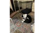 Adopt Oreo a White - with Black Border Collie / Mixed dog in Canoga Park