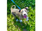 Adopt Mylo a Australian Cattle Dog / Mixed dog in Monterey, CA (41507789)