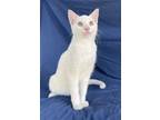 Adopt Torbert a White (Mostly) Domestic Shorthair / Mixed (short coat) cat in