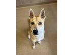 Adopt Opie a Siberian Husky / Mixed dog in Lincoln, NE (41507813)