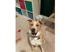 Adopt Moose a Tan/Yellow/Fawn - with White Labrador Retriever / Husky / Mixed