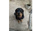 Adopt Maggie a Black Rottweiler / Rottweiler / Mixed dog in Descanso