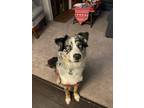 Adopt Ozzie a Gray/Silver/Salt & Pepper - with White Australian Shepherd / Mixed