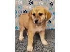 Adopt Graham a Tan/Yellow/Fawn Great Pyrenees / Mixed dog in Talladega
