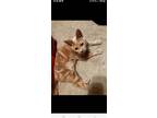 Adopt Hercules a Orange or Red Tabby Tabby (short coat) cat in Columbus