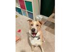 Adopt Moose a Tan/Yellow/Fawn Labrador Retriever / Husky / Mixed dog in Houston