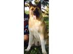 Adopt Raksha a Brown/Chocolate - with Black Akita / Mixed dog in New Orleans