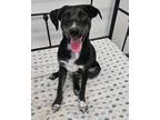 Adopt Puppy Sarah a Black - with Gray or Silver Labrador Retriever / Cattle Dog