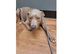 Adopt Shrek a Brown/Chocolate - with White Labrador Retriever / Pit Bull Terrier