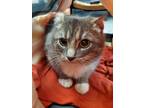 Adopt Curly a Domestic Shorthair / Mixed cat in Front Royal, VA (41497570)