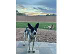 Adopt Radar a Black - with White Labrador Retriever / German Shepherd Dog /