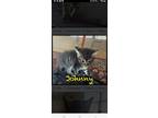 Adopt Johnny a Brown Tabby Tabby (short coat) cat in Columbus, GA (41507420)