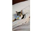 Adopt Dash a Black & White or Tuxedo American Shorthair / Mixed (short coat) cat