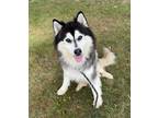 Adopt Spark a Husky / Mixed Breed (Medium) / Mixed dog in Carthage