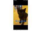 Adopt Grayson a All Black American Shorthair (short coat) cat in Columbus